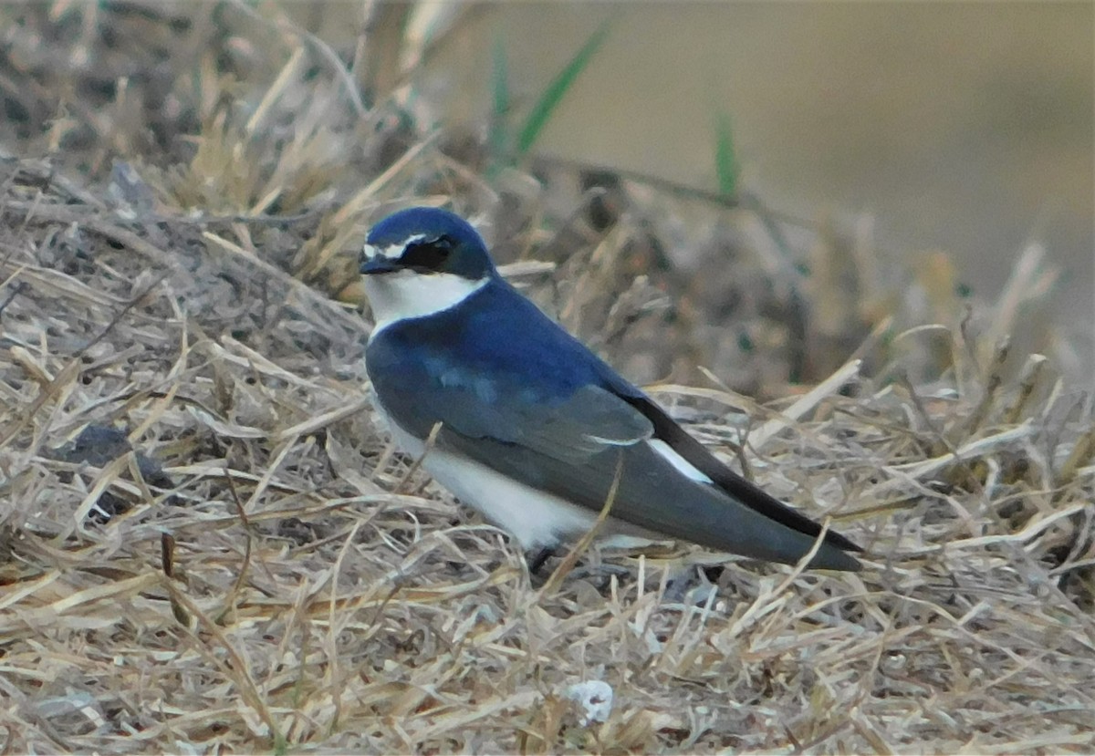 White-rumped Swallow - Nicolás Bejarano