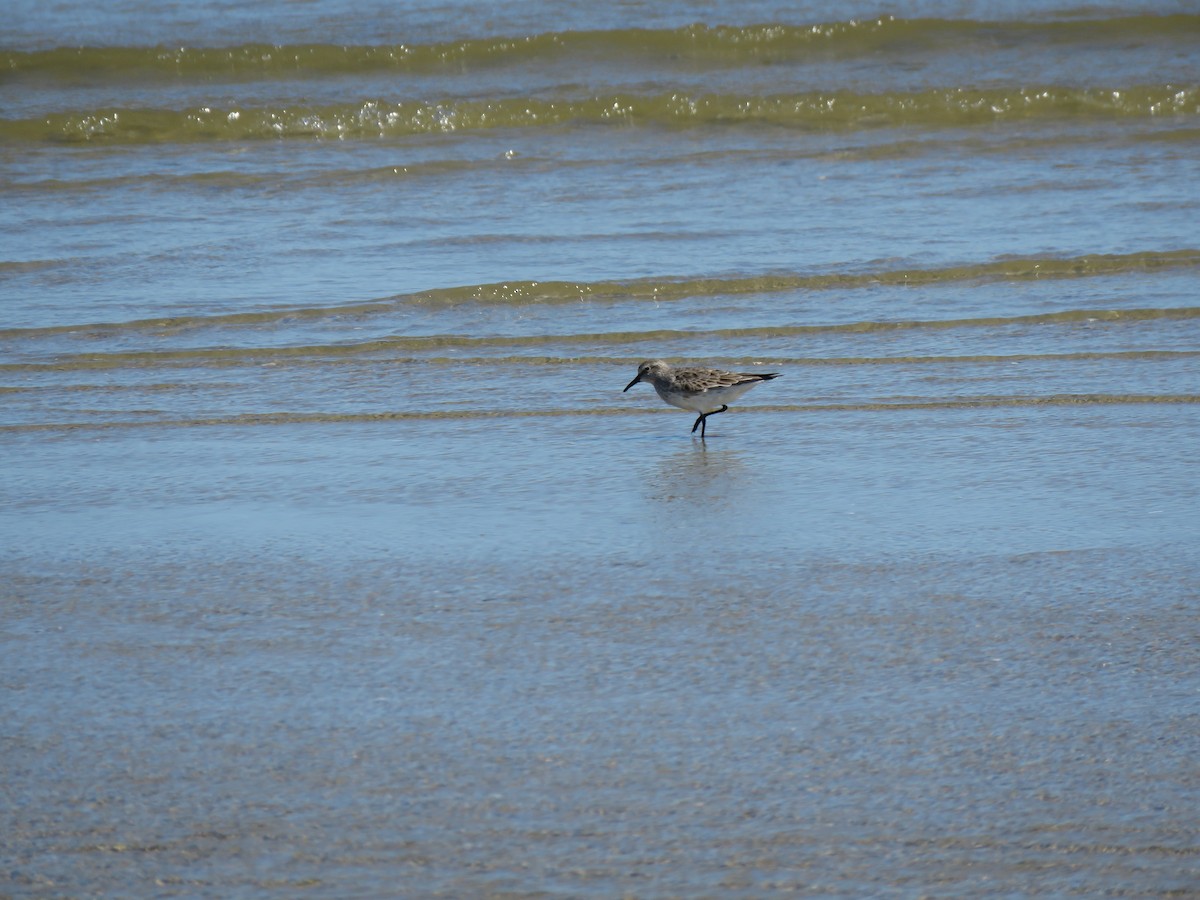 White-rumped Sandpiper - Daniel Ouellette