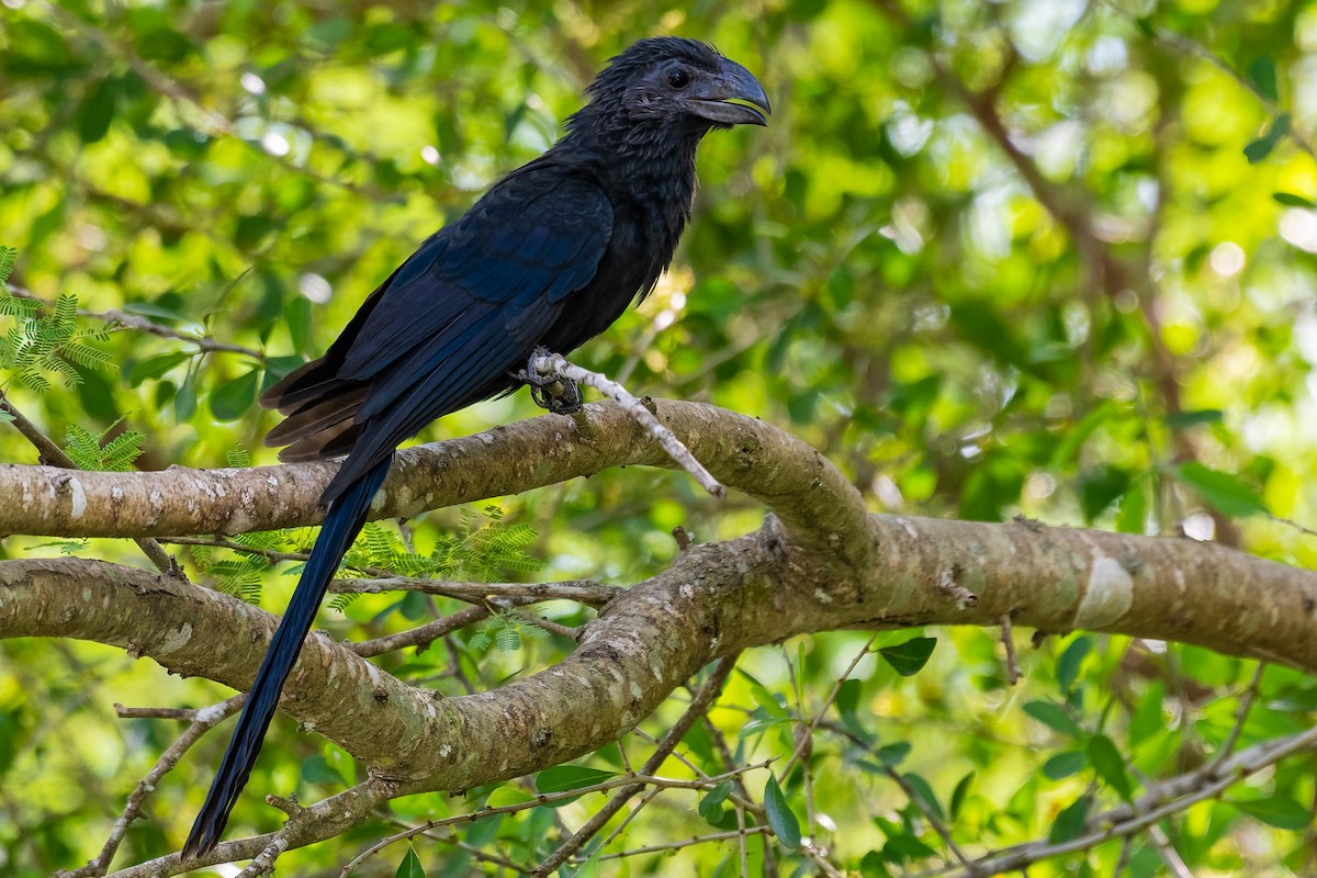 Groove-billed Ani - ML181276781