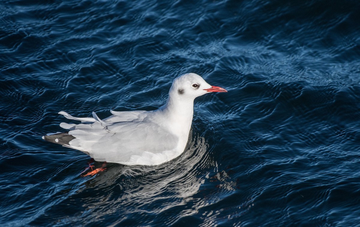 Black-headed Gull - Simon Boivin