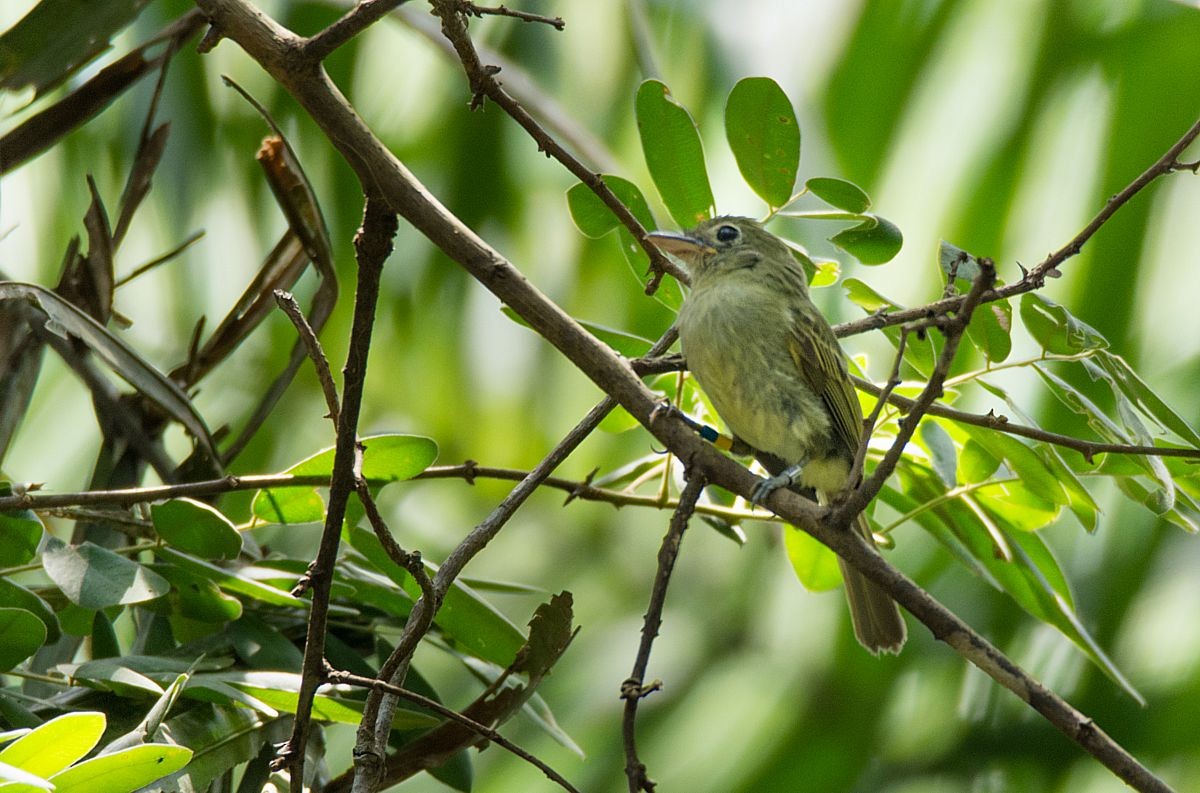 Western/Eastern Olivaceous Flatbill - LUCIANO BERNARDES