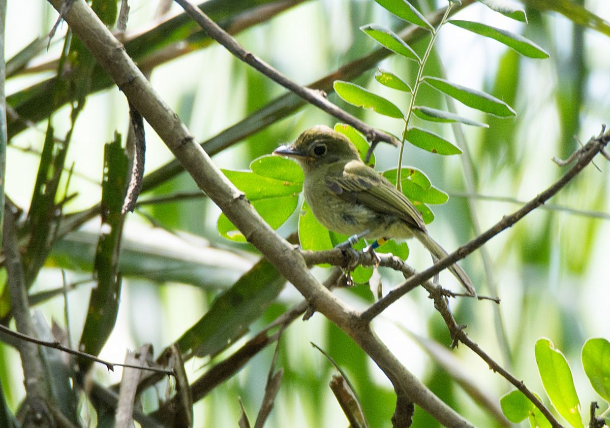 Western/Eastern Olivaceous Flatbill - LUCIANO BERNARDES