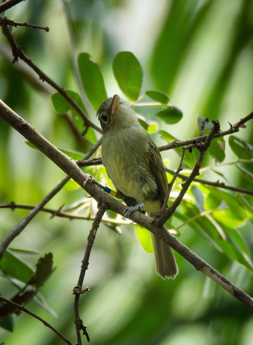 Western/Eastern Olivaceous Flatbill - LUCIANO BERNARDES