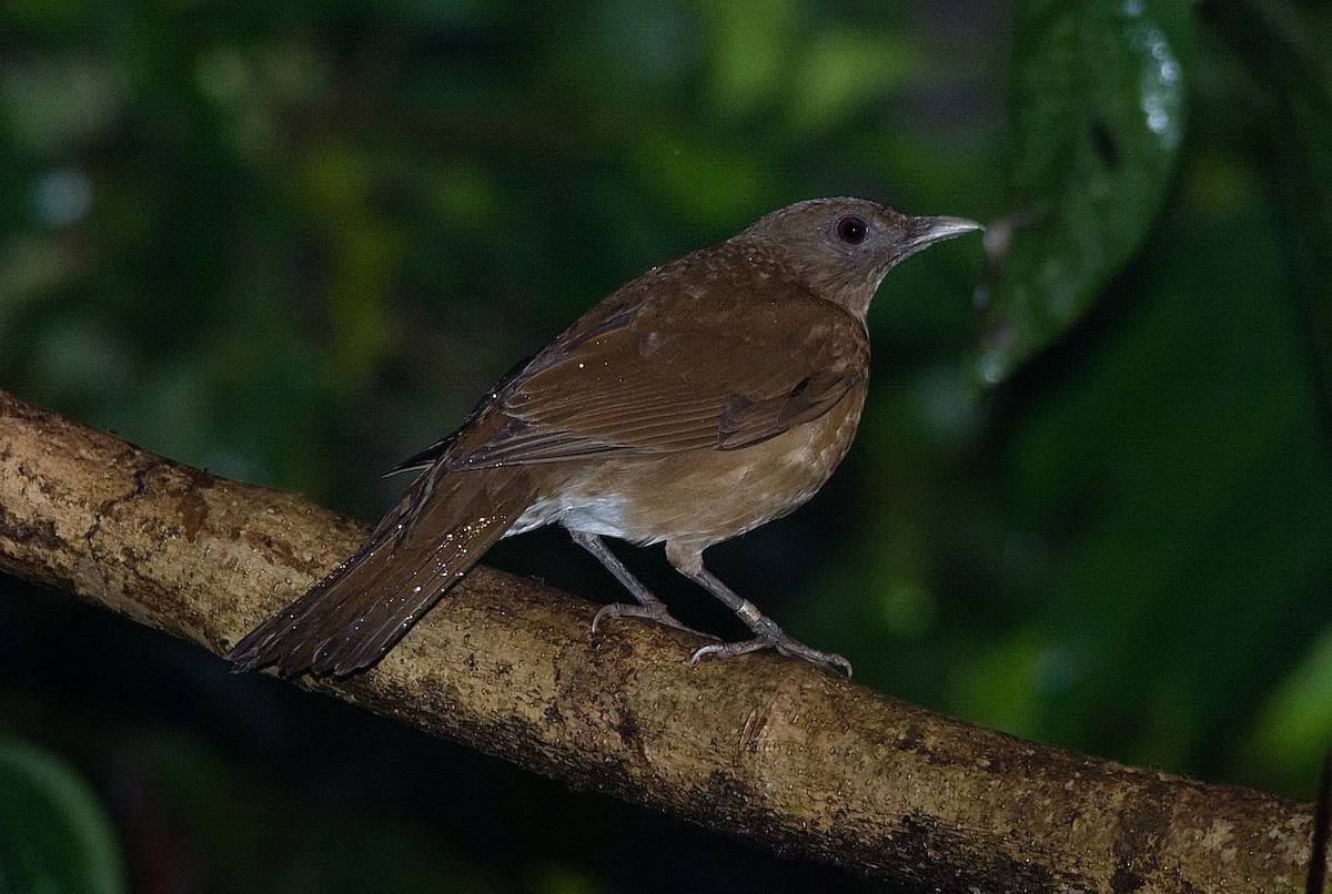 Hauxwell's Thrush - ML181280011