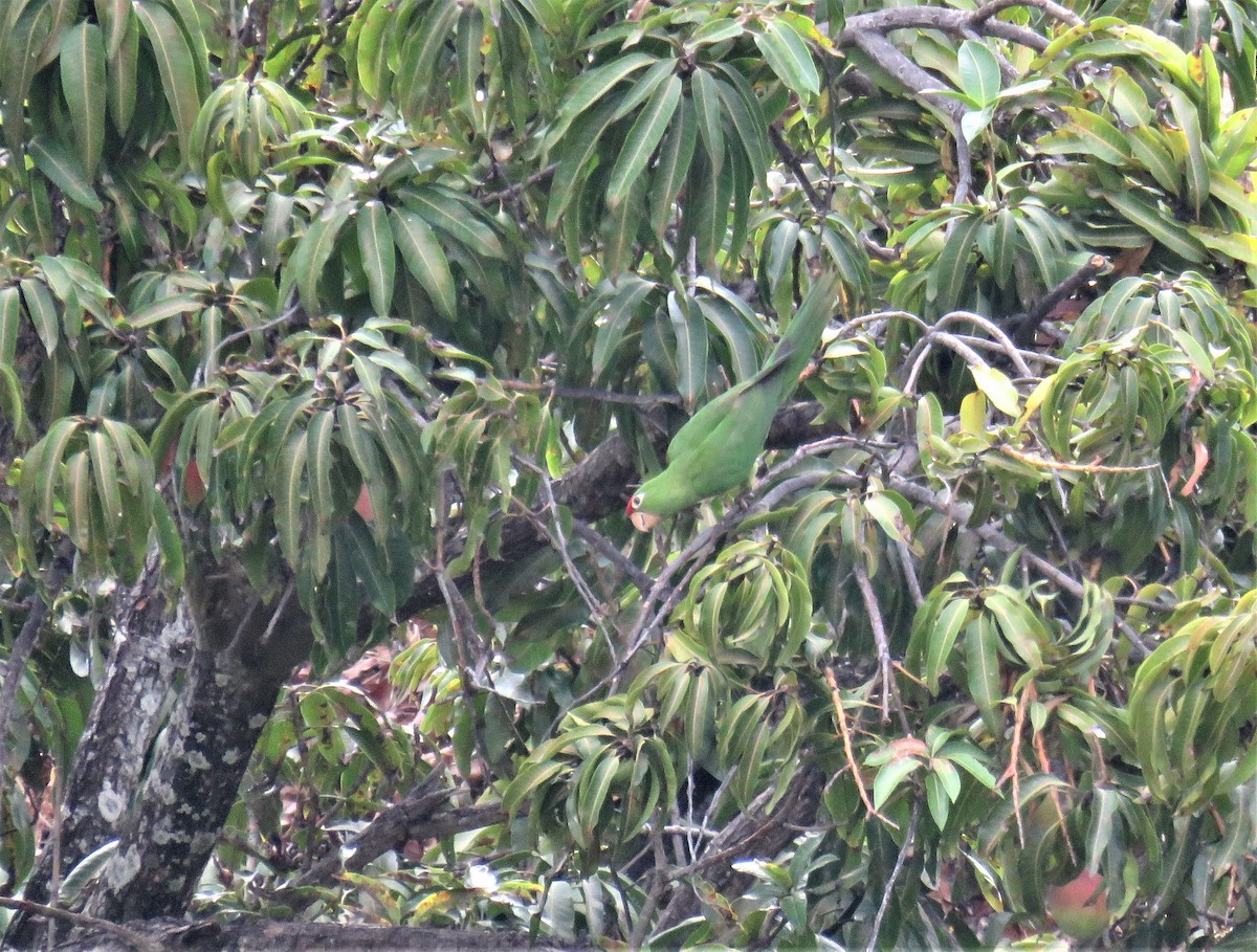 Güneyli Wagler Papağanı - ML181282031