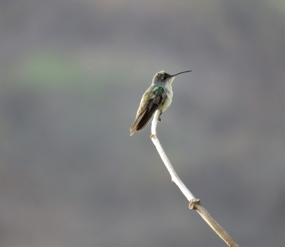 Andean Emerald - Michel Turcot