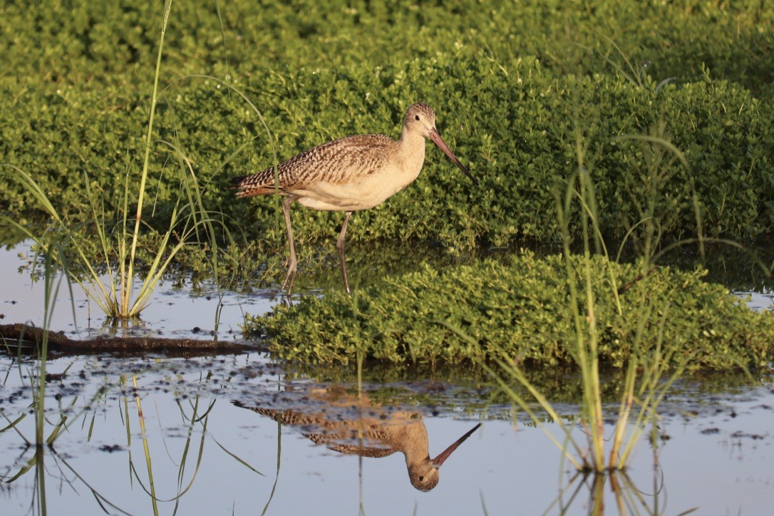 Marbled Godwit - ML181283651