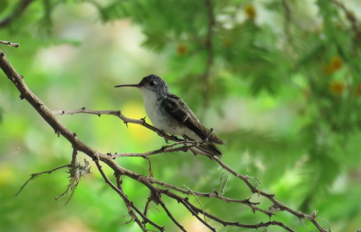 kolibřík andský - ML181283761