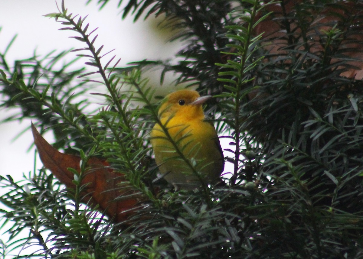 Prothonotary Warbler - ML181284601