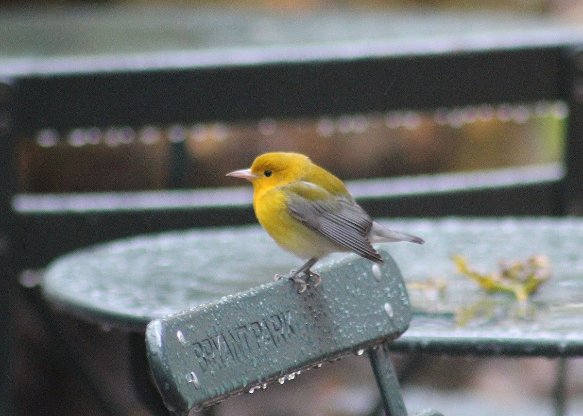 Prothonotary Warbler - ML181284851