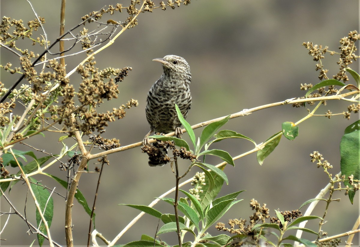 Fasciated Wren - ML181285331