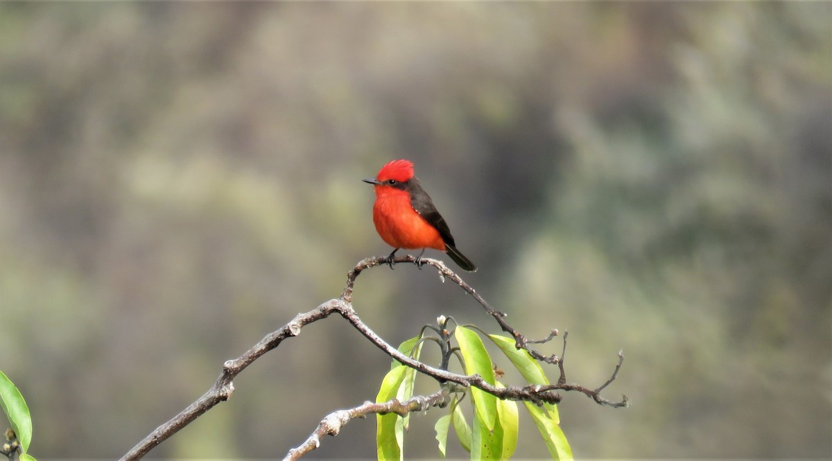 Vermilion Flycatcher - Michel Turcot