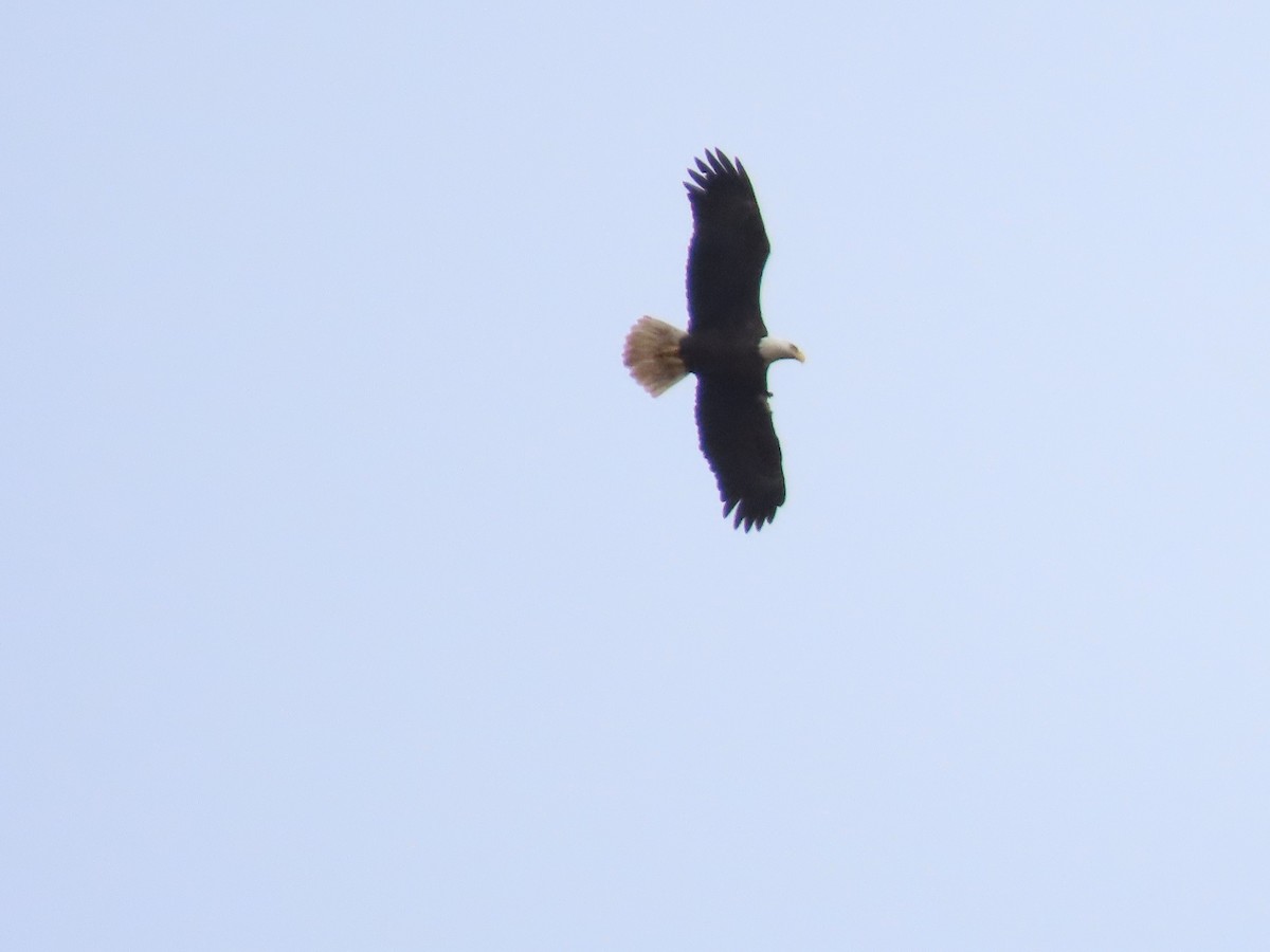 Bald Eagle - ML181286861