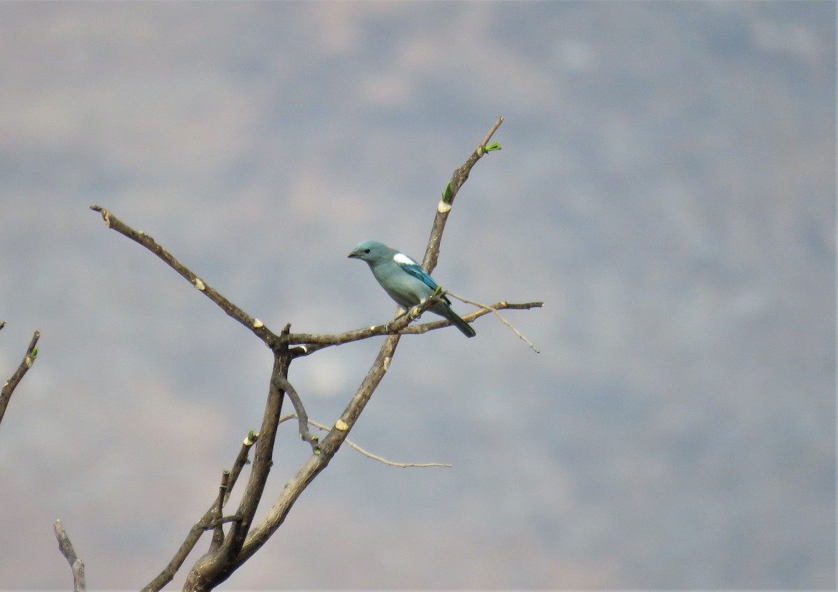 Blue-gray Tanager (White-edged) - Michel Turcot