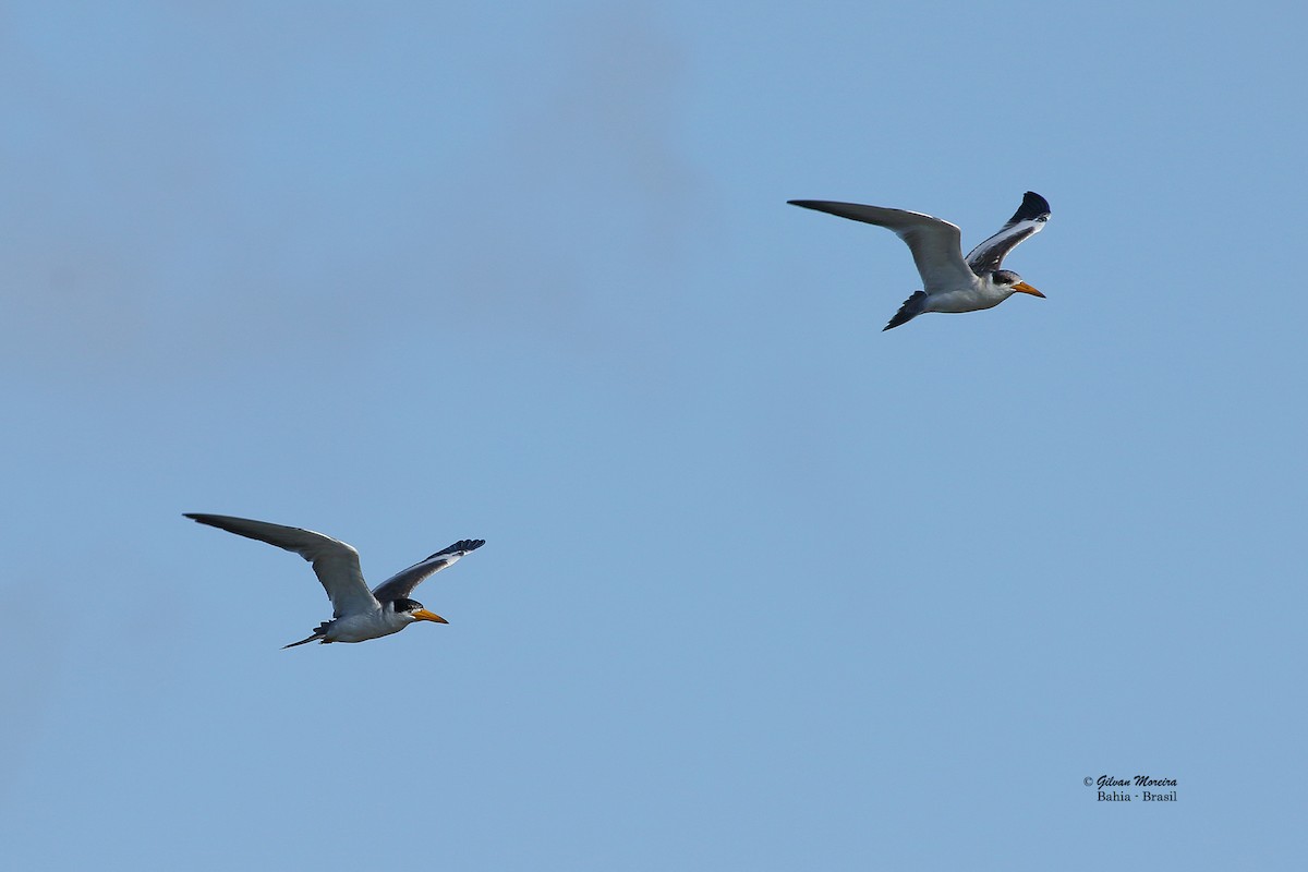 Large-billed Tern - ML181287711