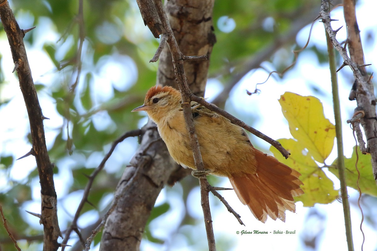 Rusty-backed Spinetail - ML181288021