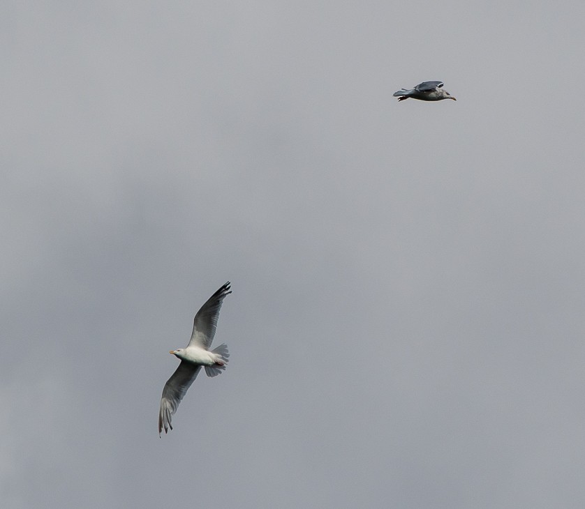 Gaviota Argéntea - ML181288351