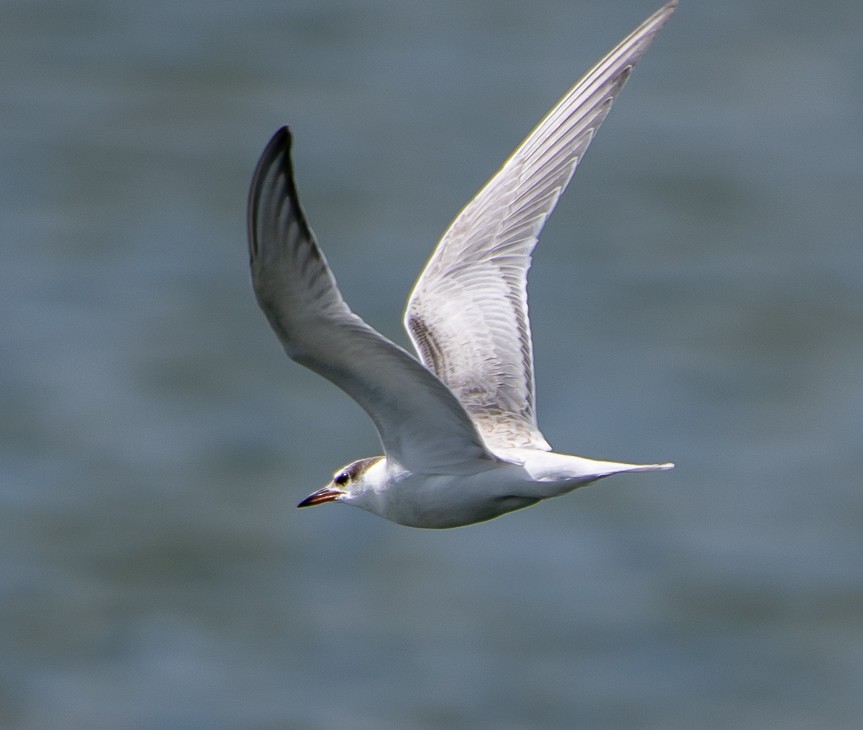 Common Tern - Mary McSparen