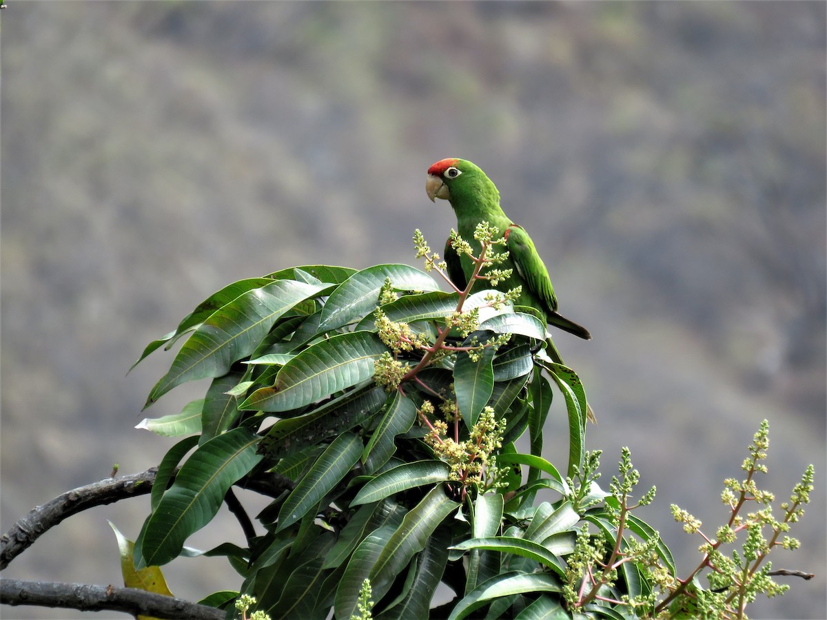 Cordilleran Parakeet - Michel Turcot