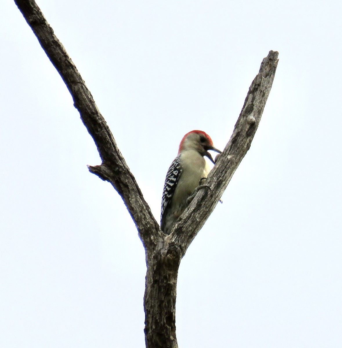 Red-bellied Woodpecker - ML181288511
