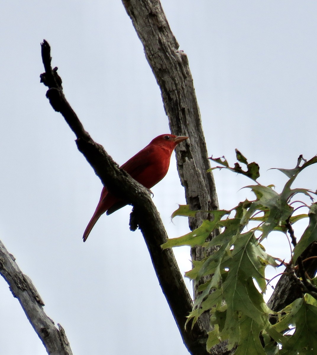 Summer Tanager - Ann Tanner