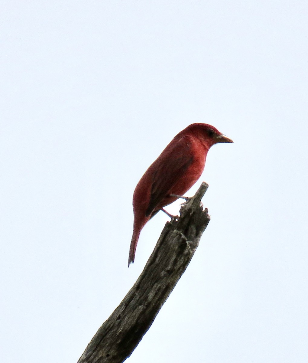 Summer Tanager - ML181288701