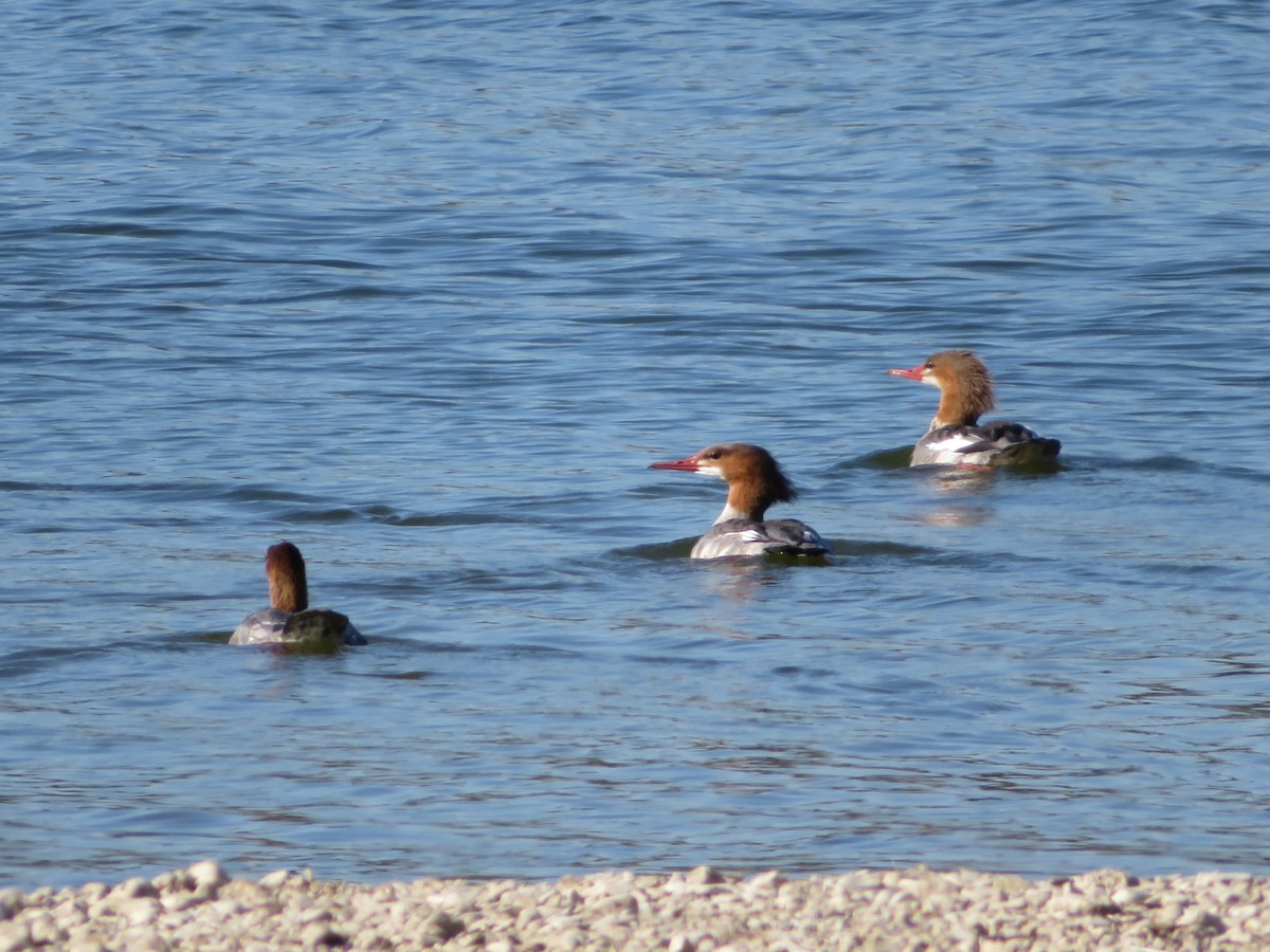 Common Merganser - ML181288791