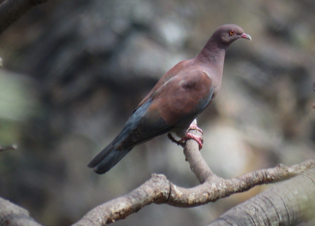 Peru Kızılca Güvercini - ML181288911