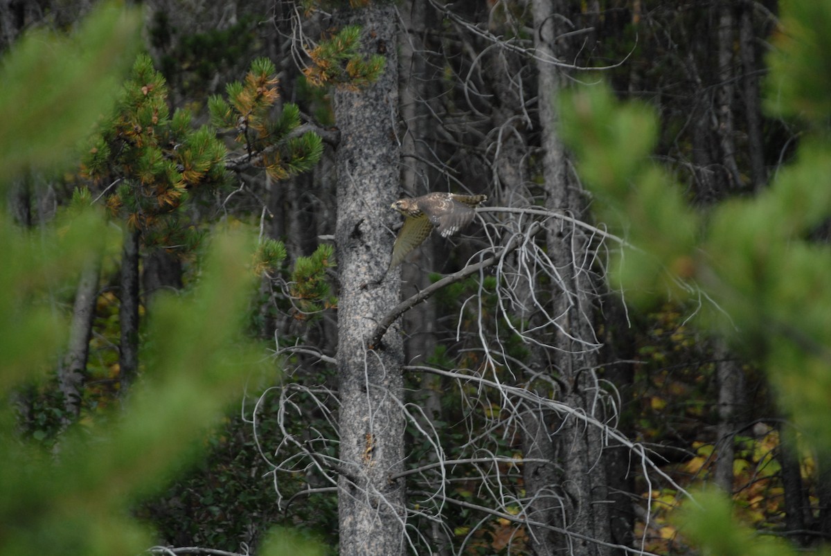 Broad-winged Hawk - ML181290741