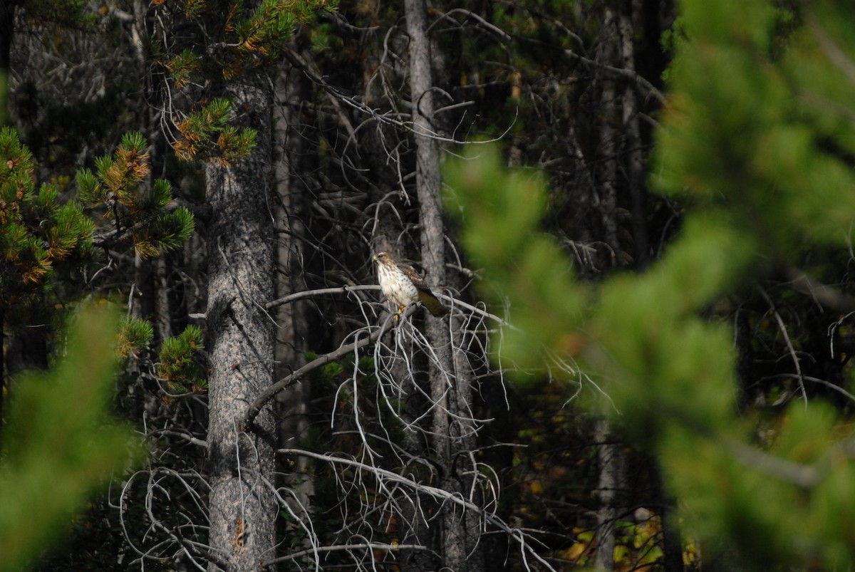 Broad-winged Hawk - ML181290841