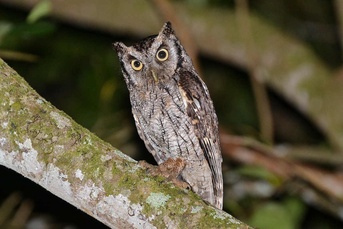 Tropical Screech-Owl - ML181290871