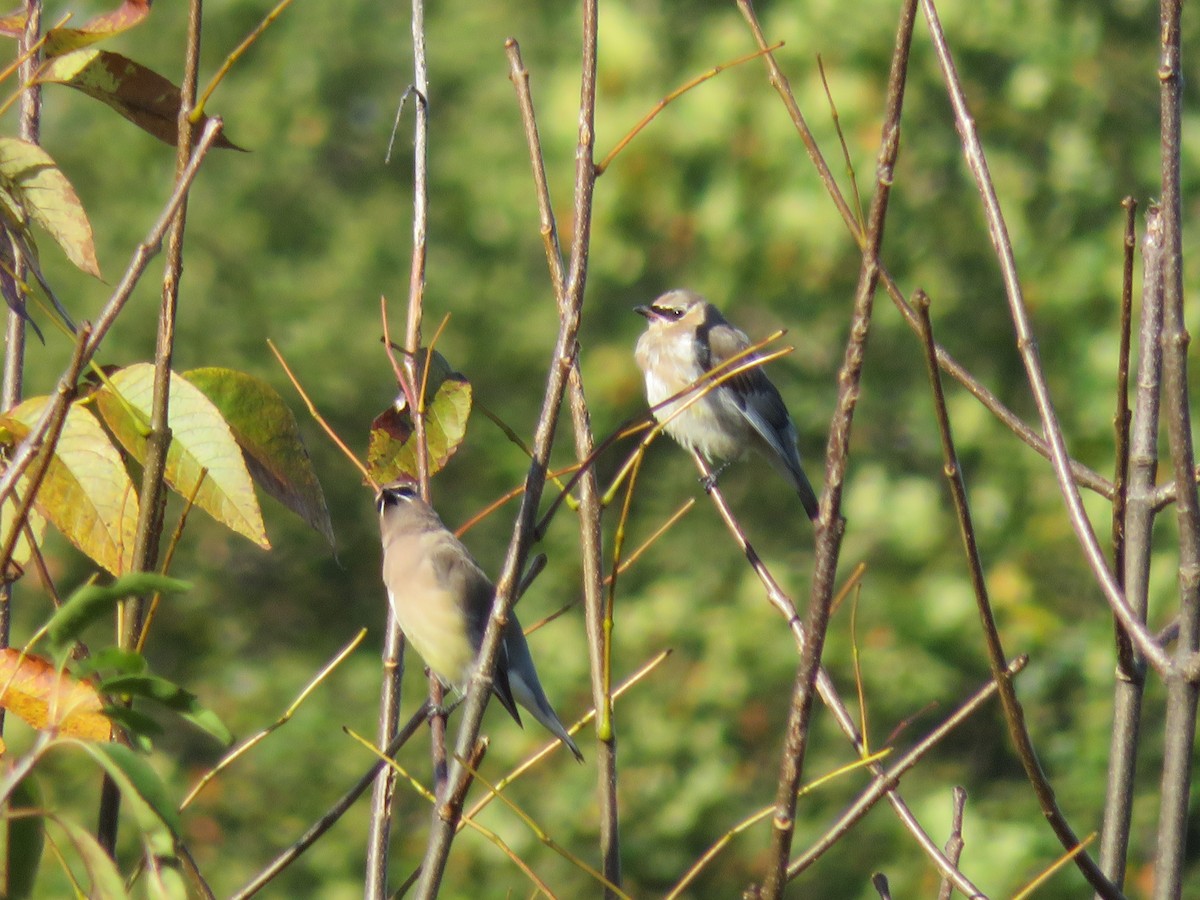 Cedar Waxwing - ML181292941