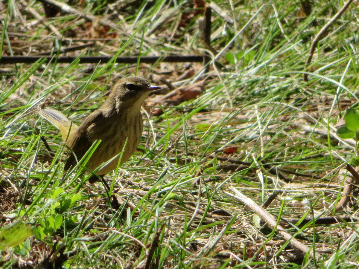 Palm Warbler - ML181293011