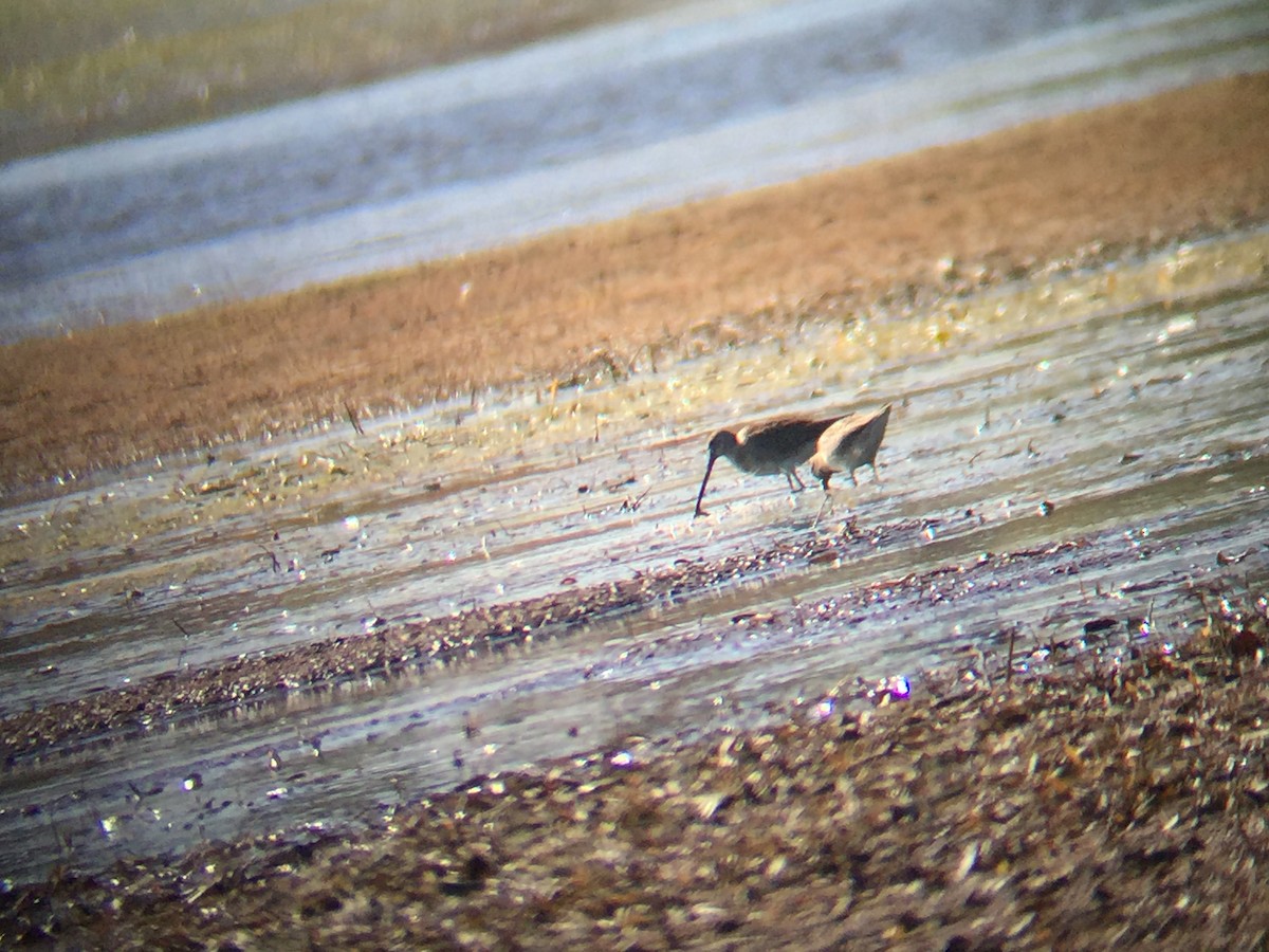 Long-billed Dowitcher - ML181293311