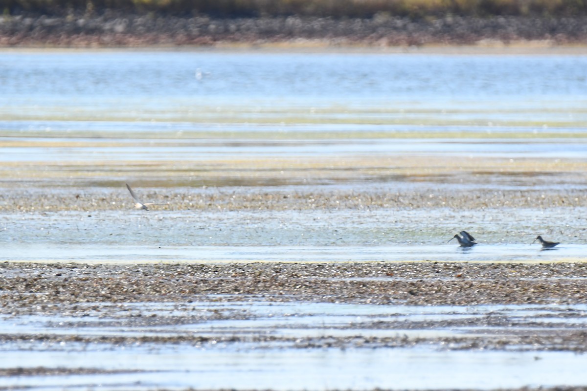 Long-billed Dowitcher - ML181293691