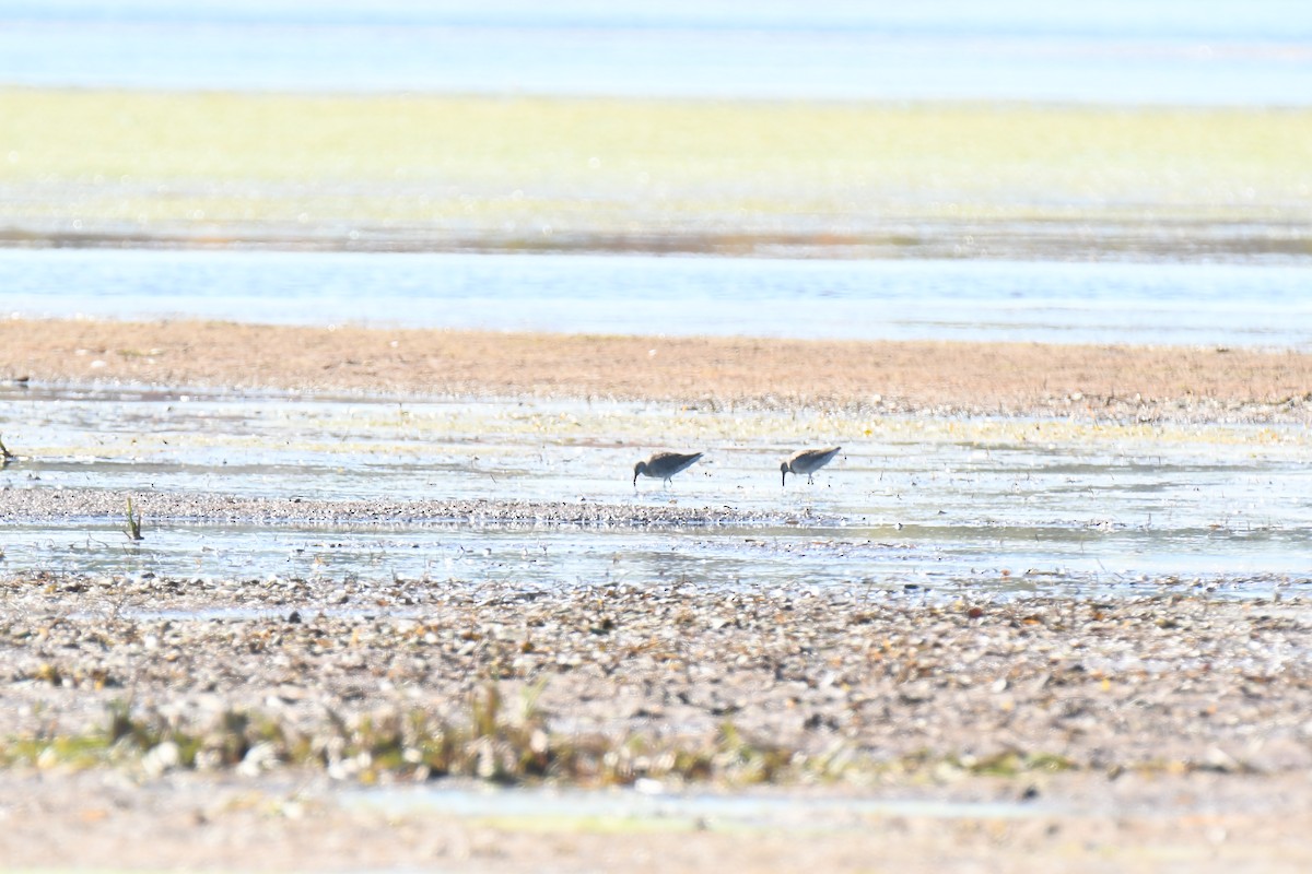 Long-billed Dowitcher - ML181293701