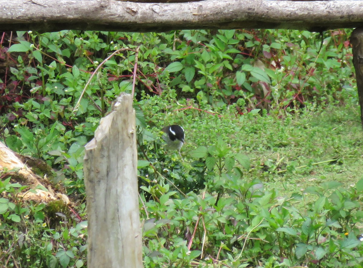 Black-capped Robin - ML181294621