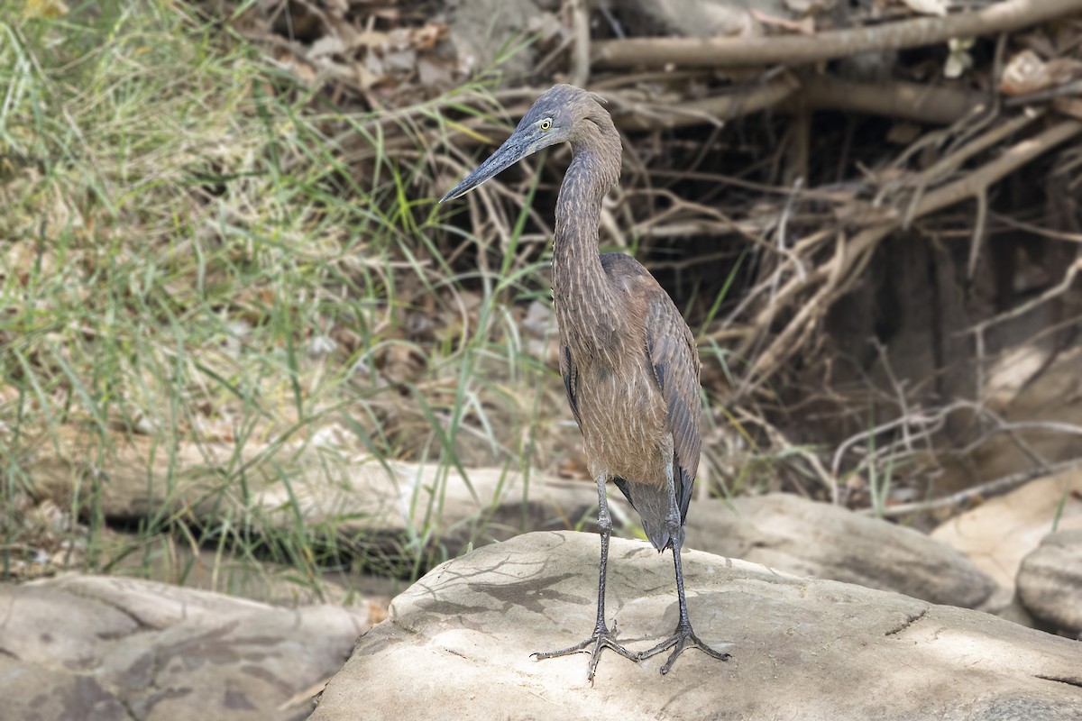 Great-billed Heron - ML181295541