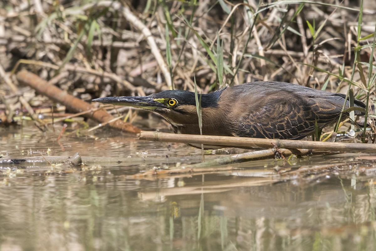 Striated Heron - ML181295671