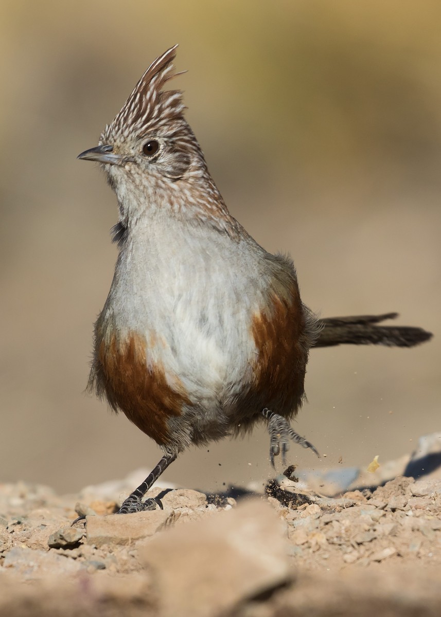 Crested Gallito - ML181297361