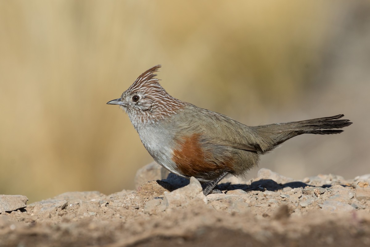 Crested Gallito - ML181297521