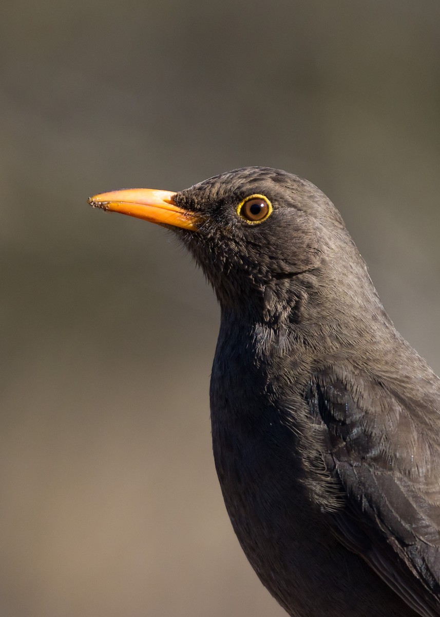 Chiguanco Thrush - ML181297651