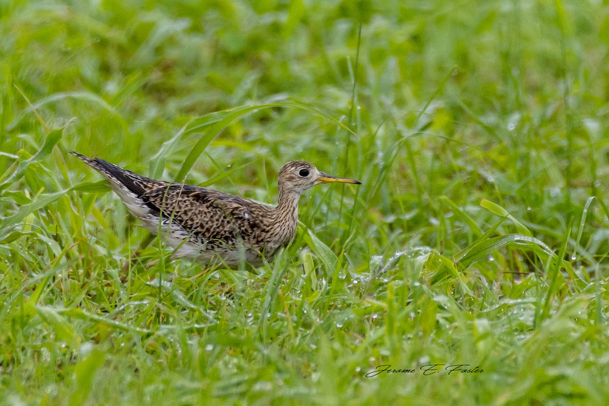 Upland Sandpiper - Jerome Foster