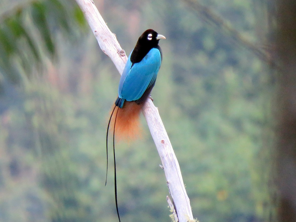 Blue Bird-of-Paradise - Simon RB Thompson