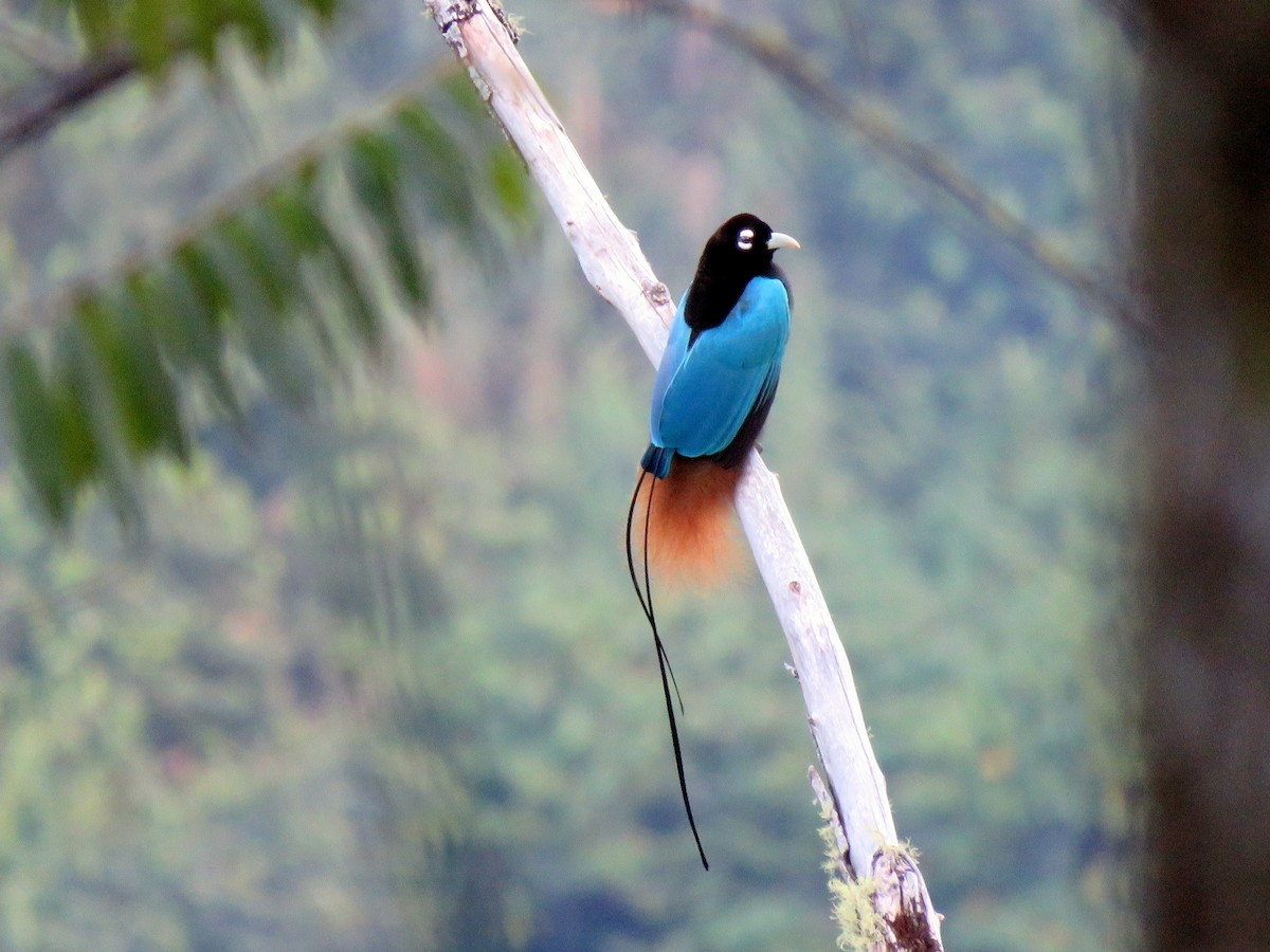 Blue Bird-of-Paradise - ML181298661