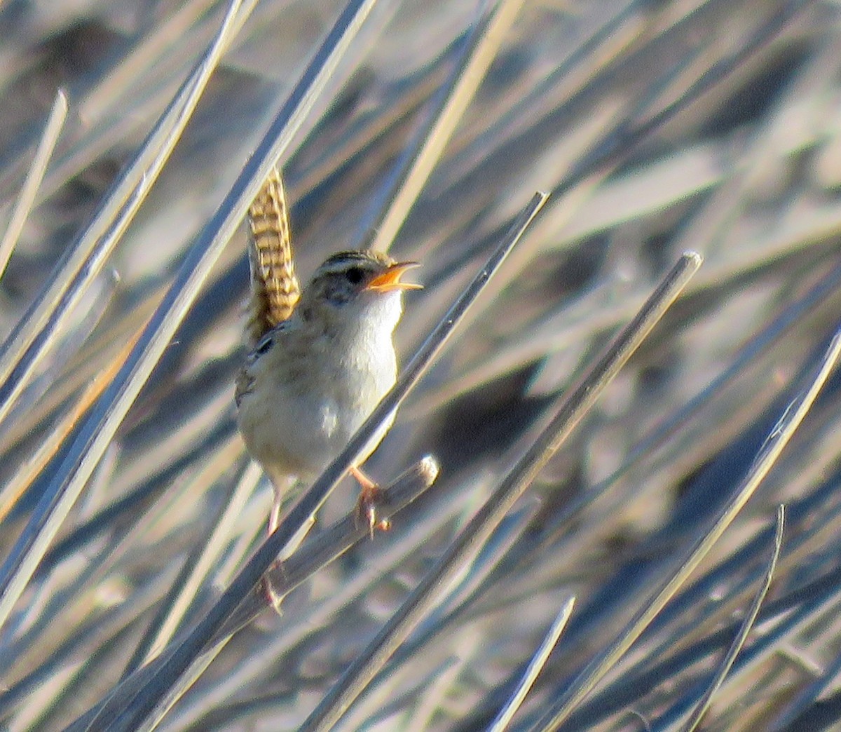 Grass Wren - ML181299691