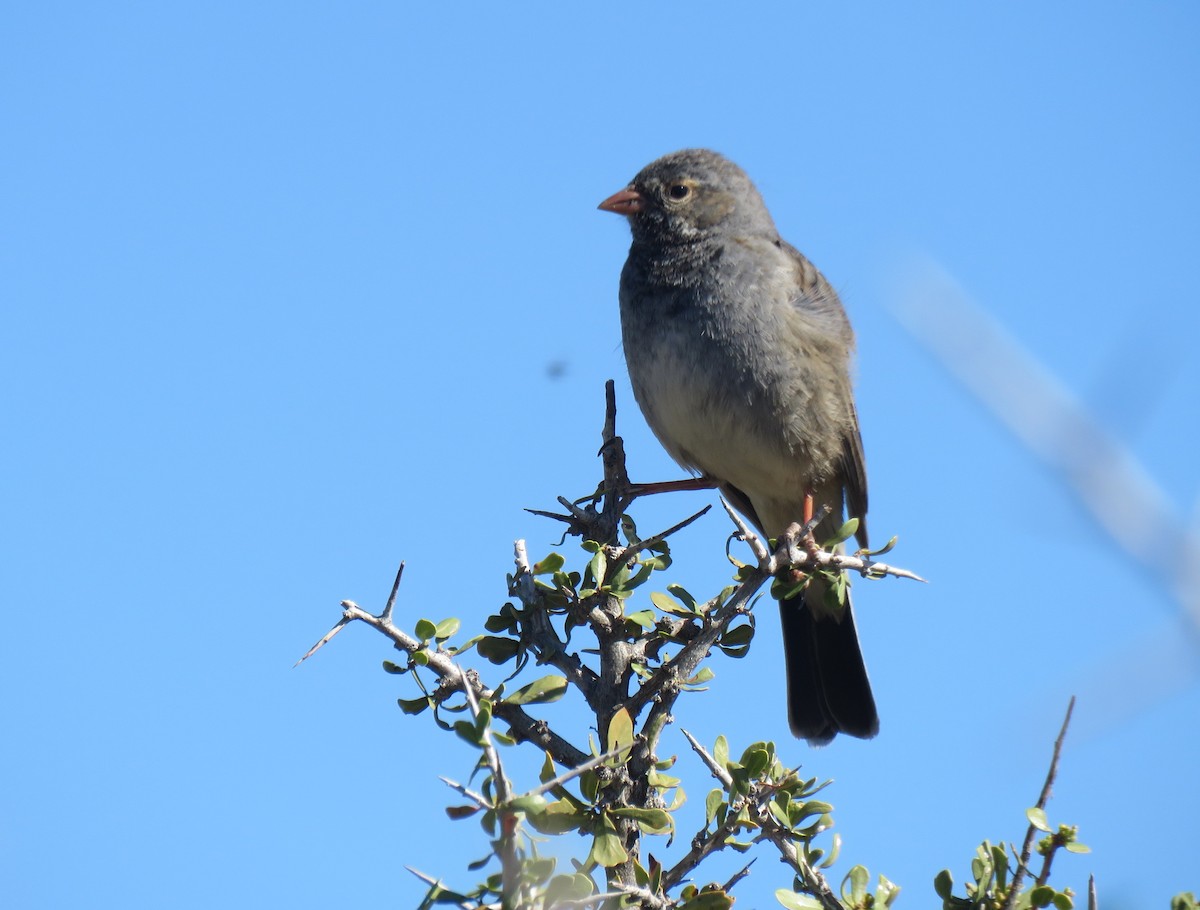 Mourning Sierra Finch - ML181299881