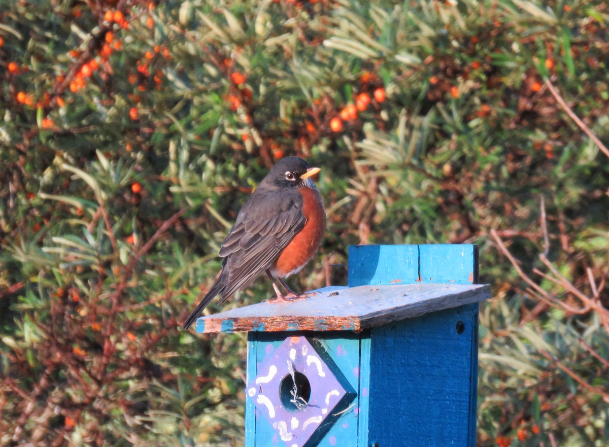 American Robin - ML181300791