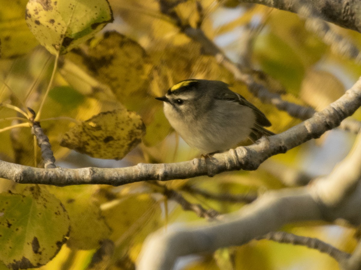 Golden-crowned Kinglet - ML181300881