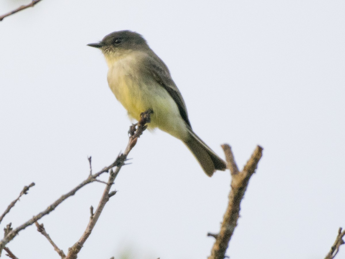 Eastern Phoebe - ML181301431